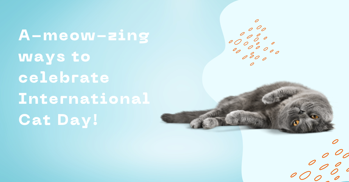 A-meow-zing ways to celebrate International Cat Day!